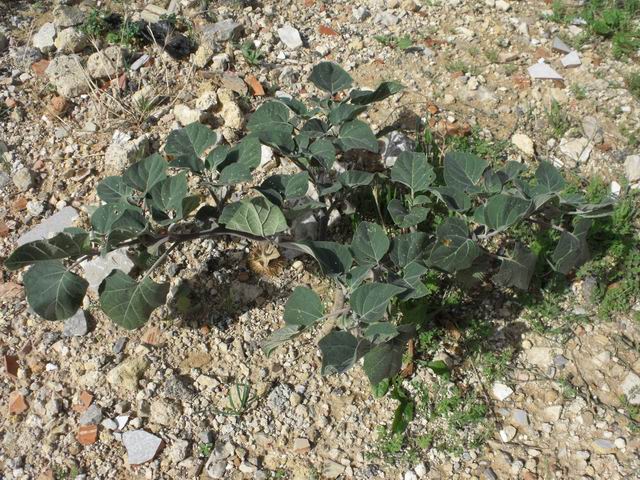Datura inoxia / Stramonio metello